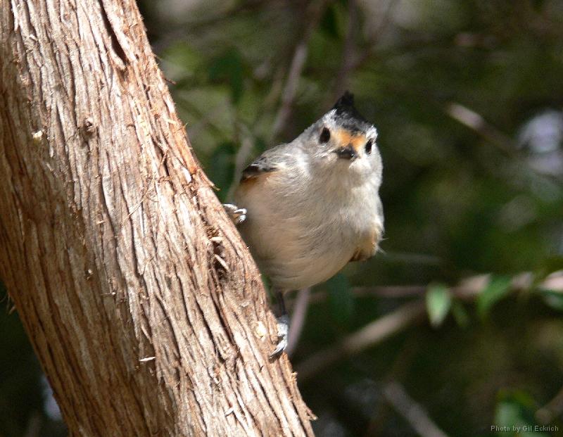 Black-crested Titmouse 